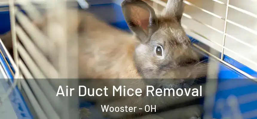 Air Duct Mice Removal Wooster - OH
